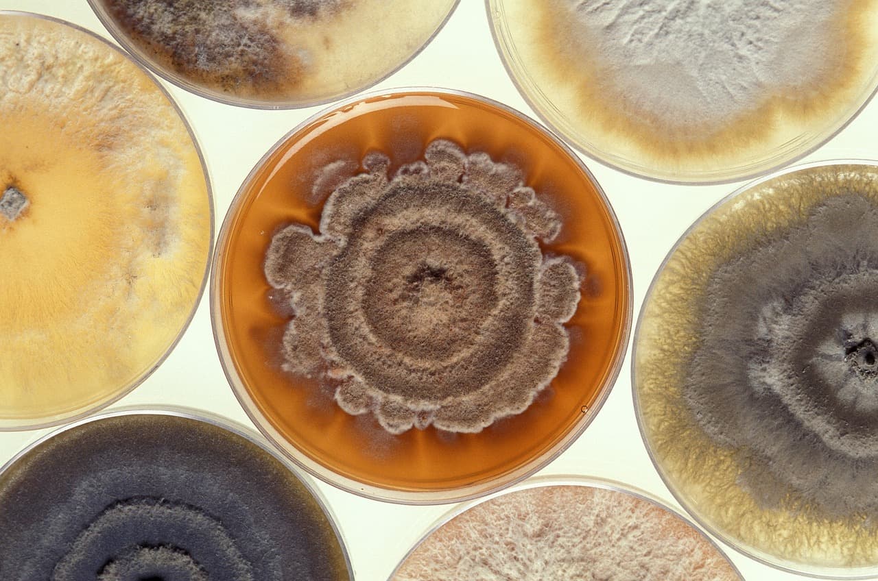 mold spurs being grown in a laboratory