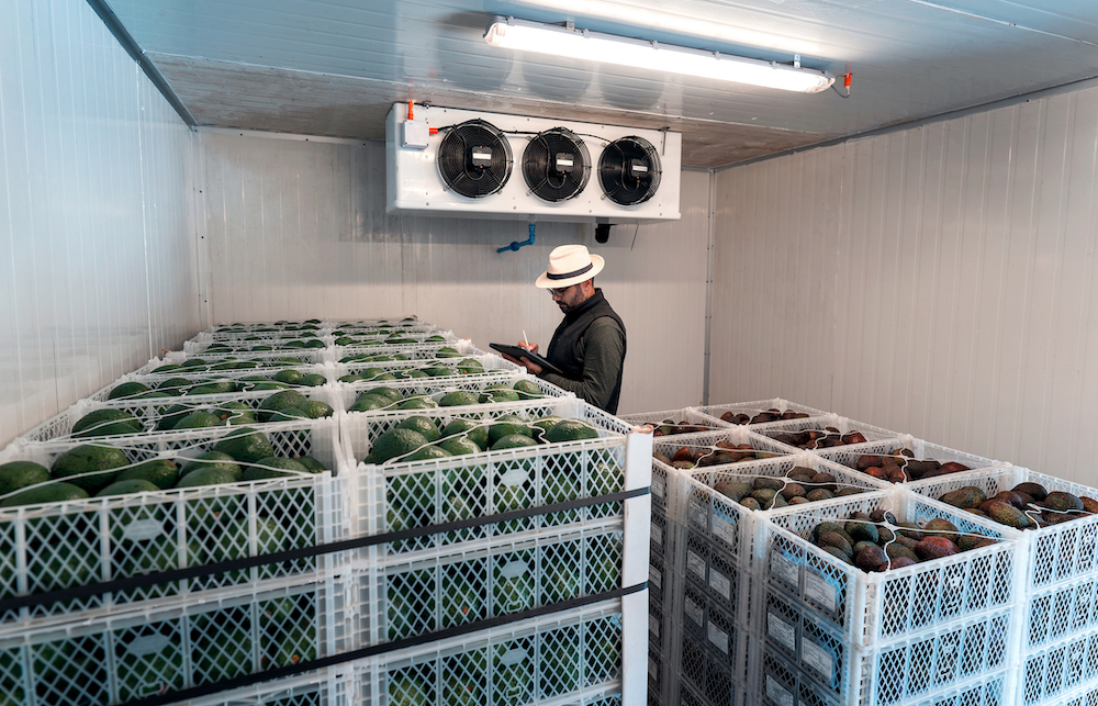 Without a temperature and humidity monitoring system, staff at a warehouse perform manual temperature checks in a refrigerator storing produce